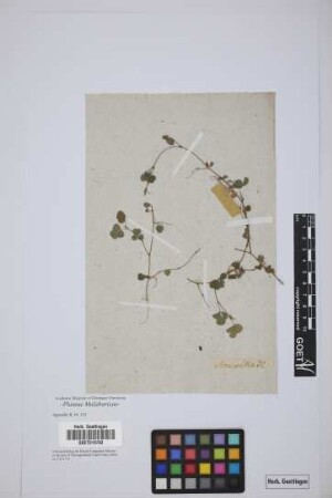 plant