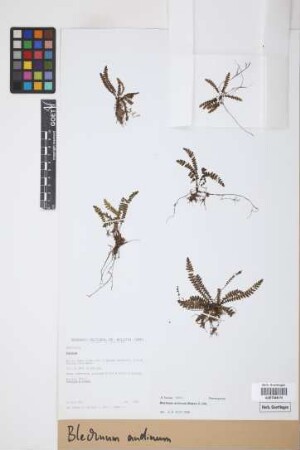Blechnum andinum (Baker) C.Chr.
