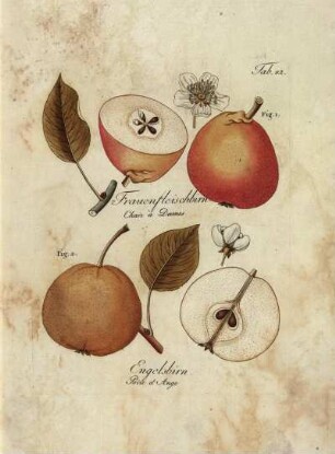 Tab. 82. Fig. 1. Frauenfleischbirn [...] Fig. 2. Engelsbirn [...]