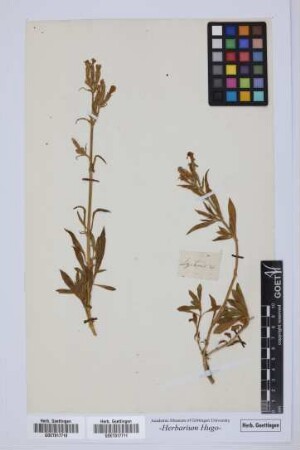 Lychnis