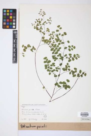 Adiantum poiretii