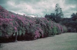 Vermutlich Lateinamerika. Landschaftsaufnahme