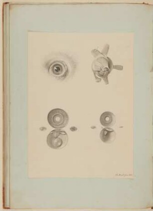 Der menschliche Augapfel [Spätere, ergänzende Darstellung zu Samuel Thomas Soemmerring, Abbildungen des menschlichen Auges, Frankfurt am Main 1801]