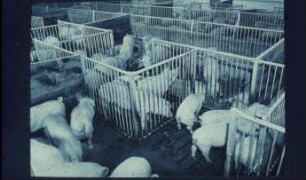 Teilspaltenbodenstall für Mastschweine