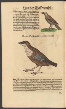 Von der Wasseramsel. Merula aquatica.