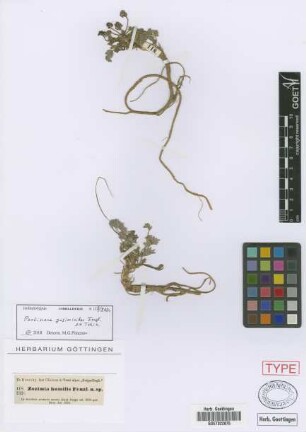Zozimia humilis Fenzl