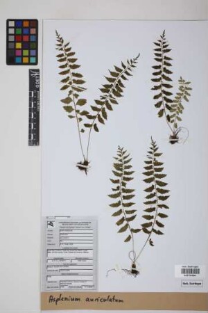 Asplenium auriculatum Sw.
