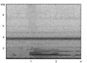 Hausesel | Equus asinus f. asinus - Ruf