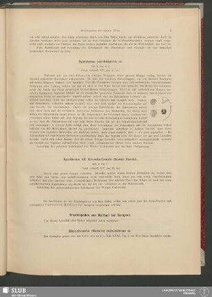 Brachiopoden von Haliluci bei Serajeva