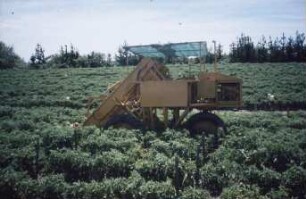 Fotografie: Gartenbautechnik, Gartenbautechnik-Freiland, Erntetechnik, Tomate