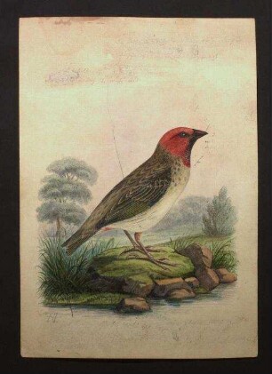 Quelea erythrops (Hartlaub, 1848), Rotkopfweber