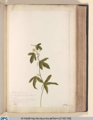 Passiflora herifolia, Granadilla folio trieuspide flore parvo flavescente. S. Cuenunis, flos passionis dictus, hederaveo folis, flore ex luteo viridandte.