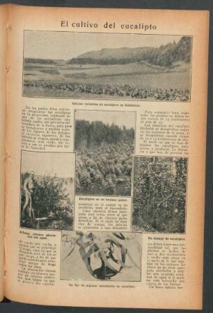 El cultivo del eucalipto