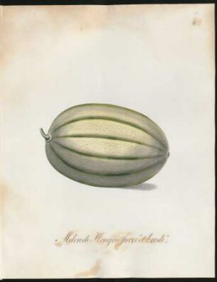 Melon de Hongrie sucré et brodé