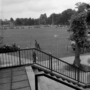 Kreistierschau: Exer: an den Seiten ausgetellte Tiere, dahinter der Fußballplatz, im Hintergrund rechts die Gloria Mühle, links die Wohnhochhäuser in der Straße Im Hölk (Ehmkenberg II): Blick von Osten