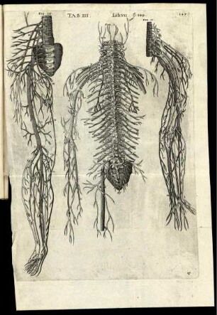 Tab.III. Lib. VII. p.143