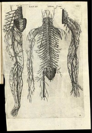 Tab.III. Lib. VII. p.143