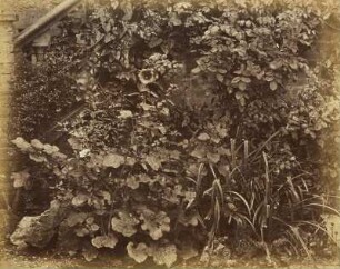 Studien am Heidelberger Schloss: Vordergrundstudie: Malven, Rosen und Gartenschilf