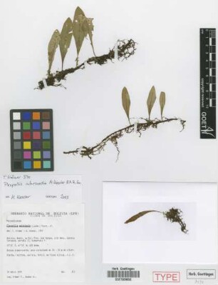 Pleopeltis astrolepis (Liebm.) Fourn.