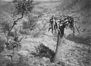 Pflanzen : Pflanzen in Eritrea