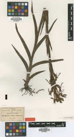 Habenaria pringlei B.L.Rob. [isotype]