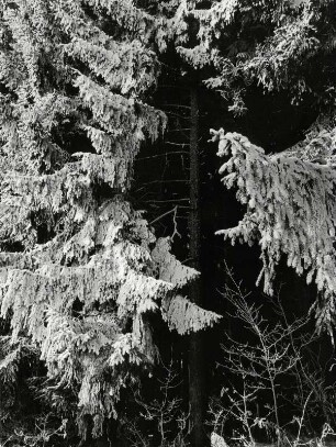 Nadelwald im Winter