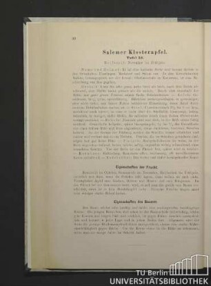 Salemer Klosterapfel. Tafel 34.