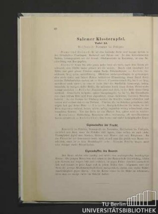 Salemer Klosterapfel. Tafel 34.