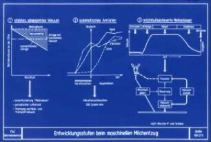 Entwicklungsstufen beim maschinellen Milchentzug (nach Worstorff u. Schams)