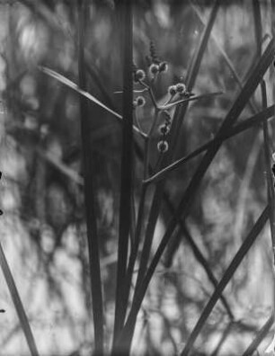Ästiger Igelkolben : Ästiger Igelkolben (Spagarium erectum Linnaeus).