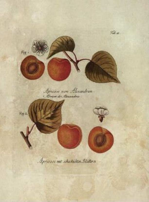 Tab. 58. Fig. 1. Apricose von Alexandrien [...] Fig. 2. Apricose mit scheckichten Blättern [...]