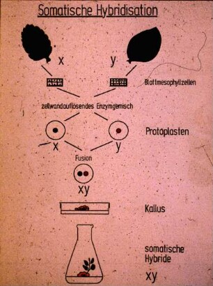 Somatische Hybridisation