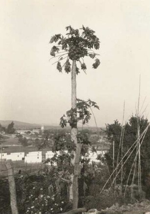 Südwestafrika (Namibia). Melonenbaum (Carica, Syn.: Papaya Mill.)