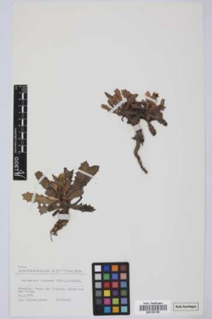 Reichardia ligulata (Vent.) G.Kunkel & Sunding