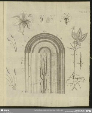 Tab. IX. Fig. 1 - Fig. 9