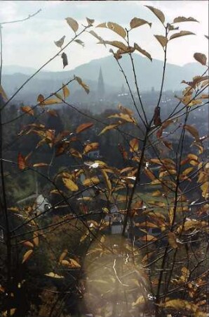 Freiburg i. Br.: Von der Eichhalde auf Herbstbäume in Richtung Münster