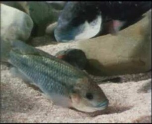 Tilapia mossambica (Cichlidae) - Balz und Ablaichen