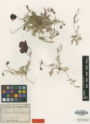 Papaver virchowii Asch. & Sint. [syntype]