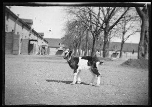 Landshut: Ziegenbock [von Eugen von Frauenholz bei den Pferdeställen der Kaserne]