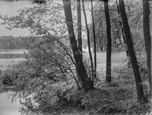 Moritzburg. Moritzburger Teichgebiet. Waldteich
