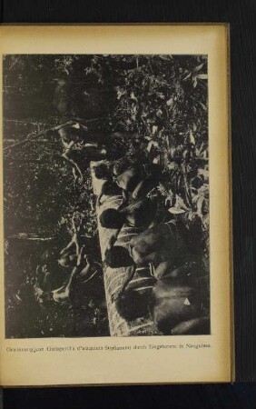 Gewinnung von Guttapercha (Palaquium Supfianum) durch Eingeborene in Neuguinea.