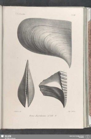 Pl. 399