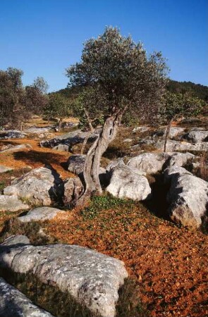 Spanien. Ibiza. Sant Josep. Alter Olivenbaum und Felsen