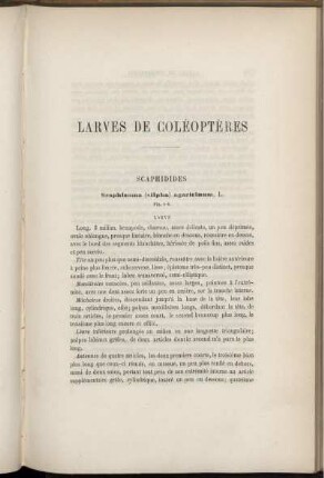 Larves De Coléoptères