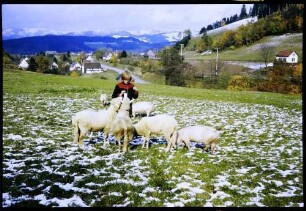 Himmelreich: Neubauernhof, Junge mit Schafen und Schweinen