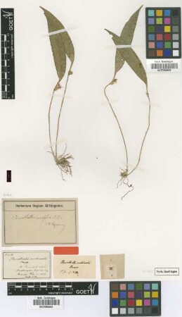 Pleurothallis multicaulis Poepp. & Endl. [type]