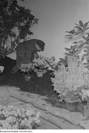 Anpflanzen von Blumen in einem Gewächshaus