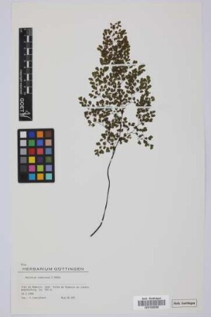 Adiantum raddianum Presl