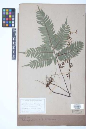 Adiantum tetraphyllum