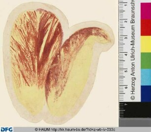 Studie eines Tulpenblütenblattes